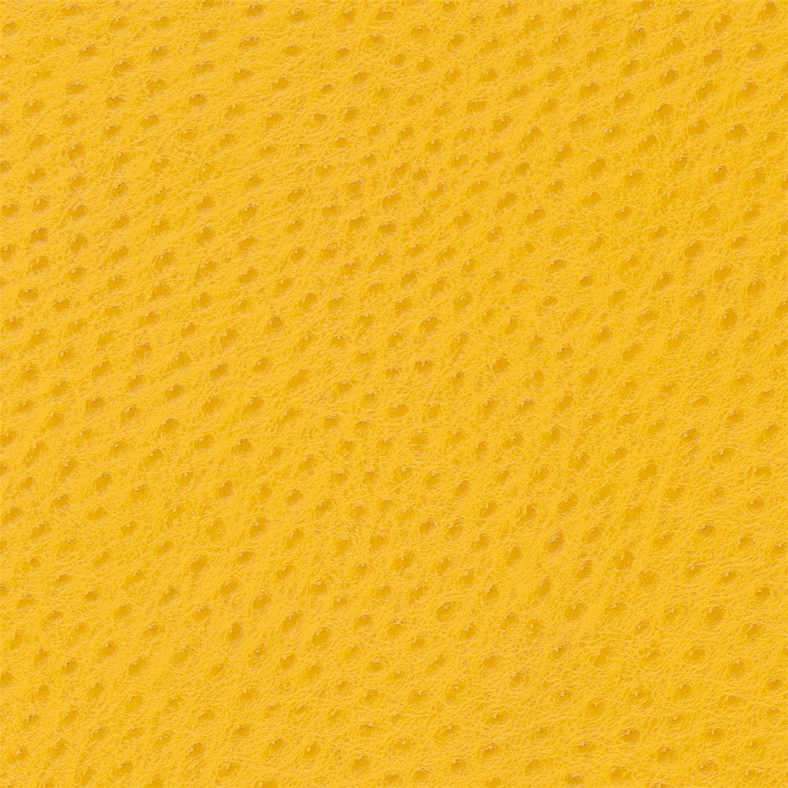 Big_Bird_Canary